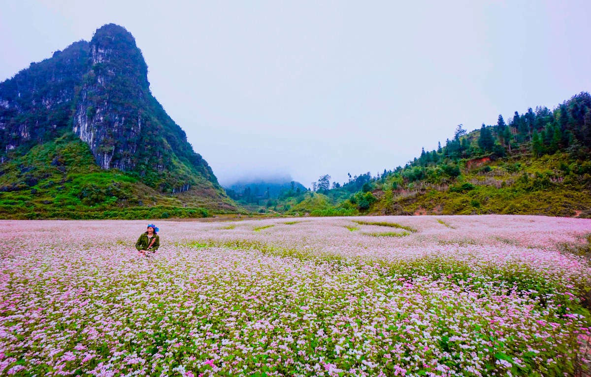 HÀ NÔI -HÀ GIANG MÙA HOA TAM GIÁC MẠCH 