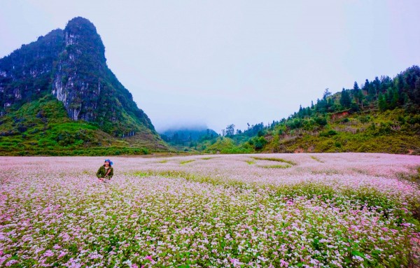 HÀ NÔI -HÀ GIANG MÙA HOA TAM GIÁC MẠCH 