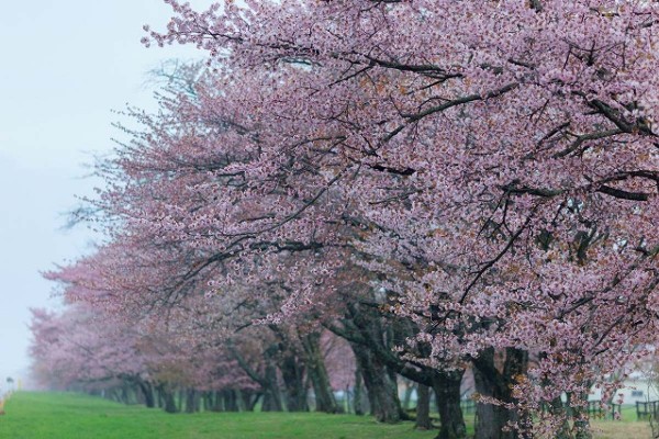 TOUR NHẬT BẢN ĐẶC BIỆT NGẮM HOA ANH ĐÀO TẠI HOKKAIDO TOUR 6 NGÀY 5 ĐÊM CHẤT LƯỢNG CAO KHỞI HÀNH DỊP LỄ 30-4-1.5 TỪ HÀ NỘI - TP HCM - TOKYO –  NORIBETSU – SAPPORO – OTARU BAY HK 5* ALL NIPPON AIRWAYS