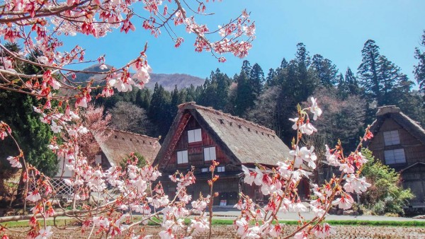 DU LỊCH NHẬT BẢN XIN VISA CÓ KHÓ KHÔNG TOUR NHẬT CHECK IN NHỮNG ĐIỂM HOA ANH ĐÀO ĐỘC LẠ GIÁ RẺ THỦ TỤC ĐƠN GIẢN VISA ĐẬU CAO 6N5Đ TỪ HÀ NỘI -TP HCM NAGOYA - KYOTO - MATSUMOTO - LÀNG CỔ SHIRAKAWAGO - NÚI PHÚ SĨ - TOKYO 
