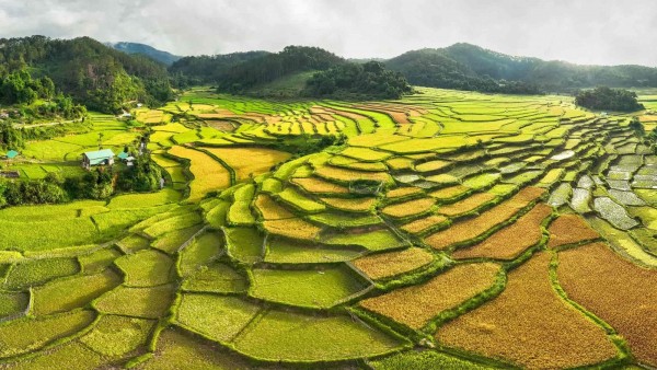 DU LỊCH TÂY NGUYÊN MÙA NÀO ĐẸP HÃY ĐẾN ĐẠI NGÀN TÂY NGUYÊN HÙNG VĨ VÀO MÙA HOA CAFE CHỚM HÈ NỞ RỘ TOUR KHỞI HÀNH TỪ HÀ NỘI -CÁC TỈNH MIỀN BẮC BUÔN MÊ THUỘT- KONTUM - PLEIKU 4 NGÀY 3 ĐÊM GIÁ RẺ 