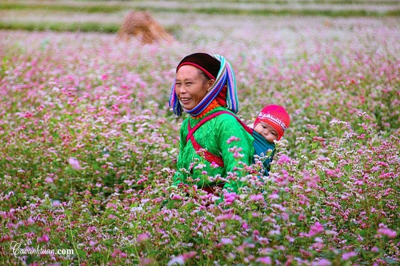HÀ NỘI -HÀ GIANG -NHO QUẾ