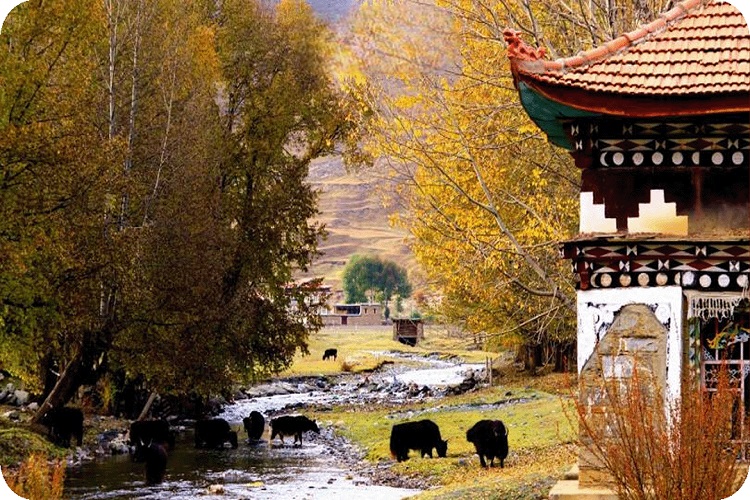 TOUR Á ĐINH – ĐẠO THÀNH – KHANG ĐỊNH GIÁ RẺ 8 NGÀY 8 ĐÊM TỪ HÀ NỘI - TP  HỒ CHÍ MINH ĐỪNG BỎ LỠ MÙA THU LÁ VÀNG RẤT NGẮN NƠI TIÊN CẢNH ĐƯỜNG MÂY XỨ TUYẾT SHANGRILA