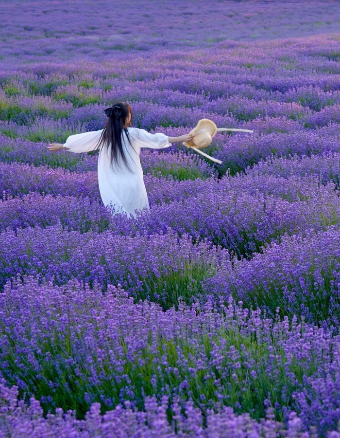 KHÁM PHÁ VÙNG ĐẤT HUYỀN BÍ NHẤT TRUNG QUỐC TÂN CƯƠNG MIỀN BẮC BẢN ĐẶC BIỆT 2026 10N9Đ CÁNH ĐỒNG HOA LAVENDER – THẢO NGUYÊN NALATI HỒ KANAS LÀNG HÒA MỘC XINH ĐẸP 