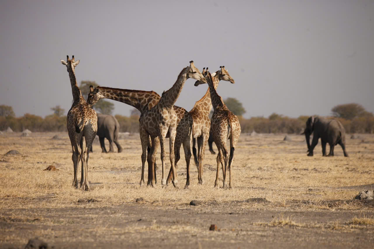 TOUR ĐÔNG PHI ĐỘC LẠ HÀNH TRÌNH KHÁM PHÁ THIÊN ĐƯỜNG BIỂN ĐẢO TANZANIA 2027 8 NGÀY 7 ĐÊM KHỞI HÀNH TỪ HÀ NỘI SÀI GÒN 