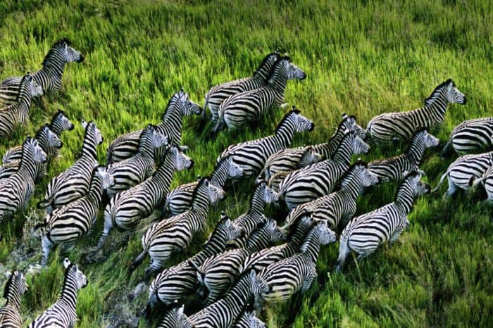CHÂU PHI KỲ THÚ 2025 CHỨNG KIẾN CUỘC DI CƯ VĨ ĐẠI MÙA KHÔ HÀNG NĂM TẠI 2 NƯỚC ĐÔNG PHI KENYA -TANZANIA LIÊN TUYẾN 11 NGÀY 10 ĐÊM TỪ HÀ NỘI TP HỒ CHÍ MINH TRỌN GÓI GIÁ RẺ HÀNH TRÌNH ĐỘC LẠ CÓ MỘT KHÔNG HAI