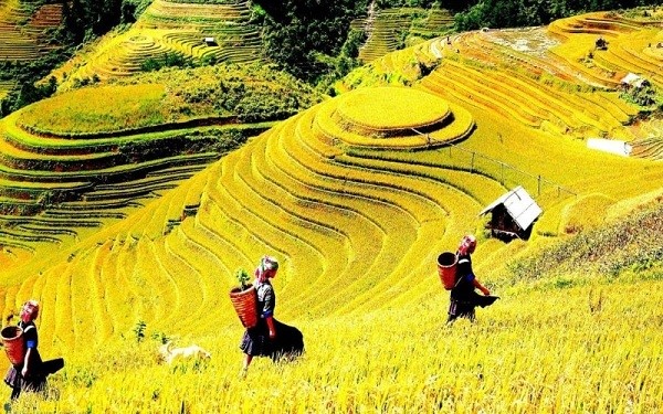 DU LỊCH VÙNG CAO TÂY BẮC TOUR ĐẶC SẮC HÀ NỘI – NGHĨA LỘ - TRẠM TẤU – TÚ LỆ  MÙ CANG CHẢI 3 NGÀY 2 ĐÊM TRỌN GÓI GIÁ RẺ KHÁM PHÁ MÙA NƯỚC ĐỔ TỚI MÙA LÚA CHÍN HAY MÙA HOA RỪNG BẠT NGÀN 