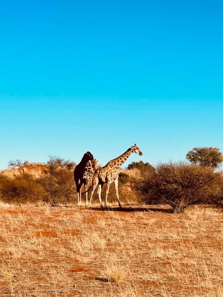 TOUR SĂN BIG FIVE MỚI NHẤT 2026 HUYỀN THOẠI CHÂU PHI SAFARI MÙA ĐẠI DI CƯ THÓT TIM 3 NƯỚC ETHIOPIA KENYA TANZANIA 11 NGÀY GHÉP KHÁCH TỪ HÀ NỘI TP HỒ CHÍ MINH 