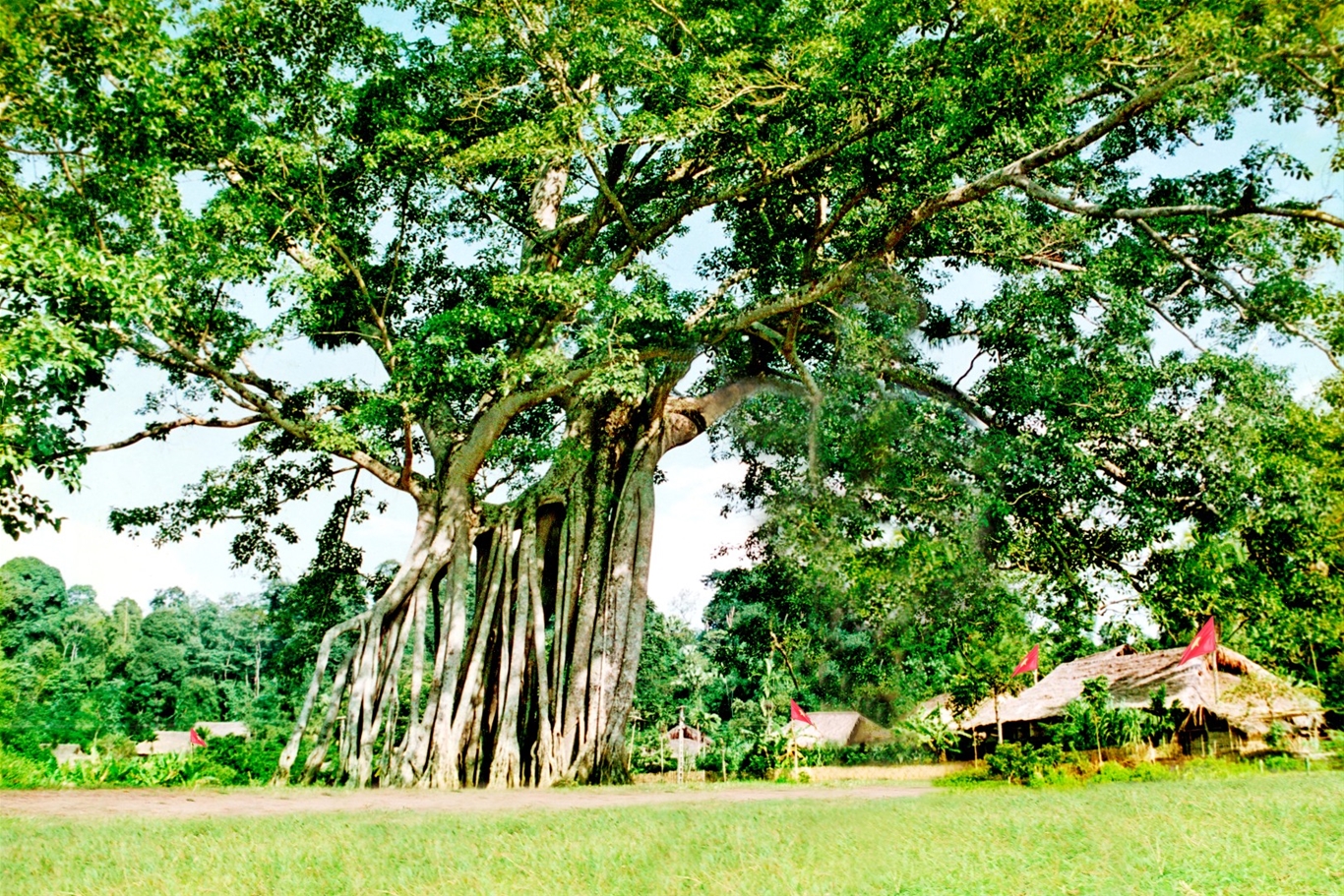 DU LỊCH TUYÊN QUANG 2 NGÀY 1 ĐÊM HƯƠNG SẮC HOA LÊ NA HANG  HÀ NỘI -  NA HANG  - HỒNG THÁI TOUR TRỌN GÓI GIÁ RẺ 