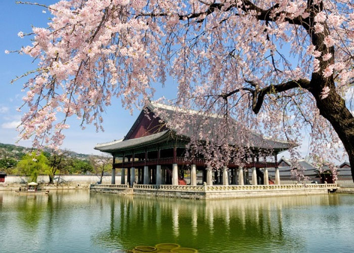 MÙA XUÂN HÀN QUỐC MÙA HOA ANH ĐÀO TOUR SUMMIT TRAVEL 6 NGÀY 5 ĐÊM HÀ NỘI (SÀI GÒN) - BUSAN - JINHAE- DU THUYỀN 5* TÀU VEN BIỂN - SEOUL SAUNA - NAMI - HÁI DÂU CÔNG VIÊN YEOUIDO GIÁ RẺ DỊCH VỤ CHẤT LƯỢNG CAO 