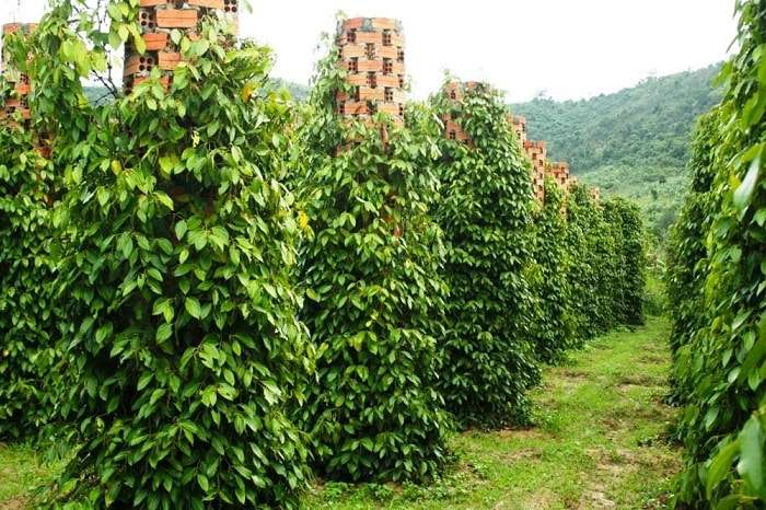 HÀ NỘI - PHÚ QUỐC KHÁM PHÁ ĐẢO NGỌC