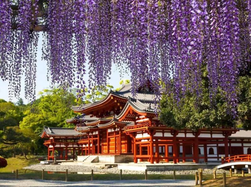 DU LỊCH NHẬT BẢN RẺ CHƯA TỪNG CÓ TOUR KICH CẦU 6N5Đ THẢNH THƠI ĂN CHƠI KHÔNG LO VỀ GIÁ TỪ HÀ NỘI -TP HCM – TOKYO – NÚI PHÚ SỸ - CHIBA  KHÁM PHÁ MÙA HOA ANH ĐÀO /MÙA HOA TỬ ĐẰNG/HOA CHI ANH RỰC RỠ KHẮP XỨ PHÙ TANG 