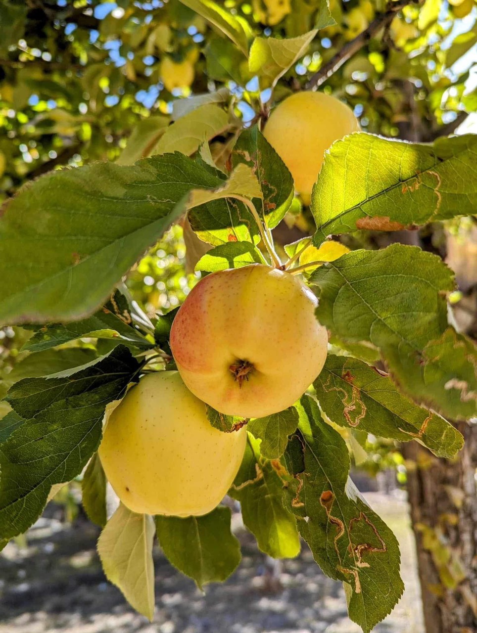 PAKISTAN MÙA XUÂN THU 2026 BẢN GIAO HƯỞNG CỦA NHỮNG SẮC MÀU RỰC RỠ TOUR 9 NGÀY 8 ĐÊM KHỞI HÀNH TỪ HÀ NỘI TP HỒ CHÍ MINH 