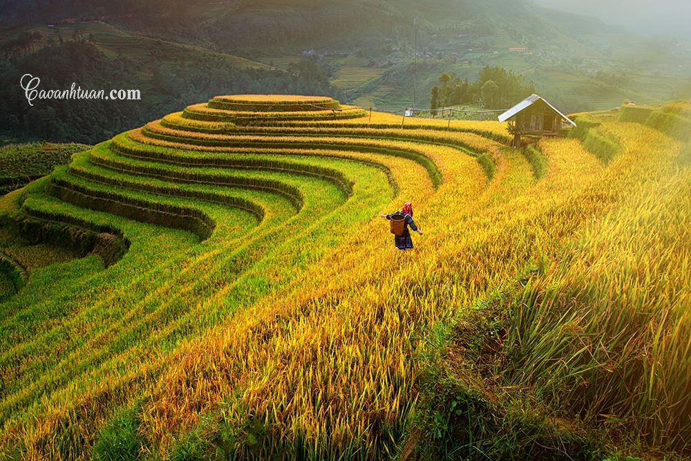 HÀ NỘI -YÊN BÁI - MÙ CĂNG CHẢI MÙA LÚA CHÍN