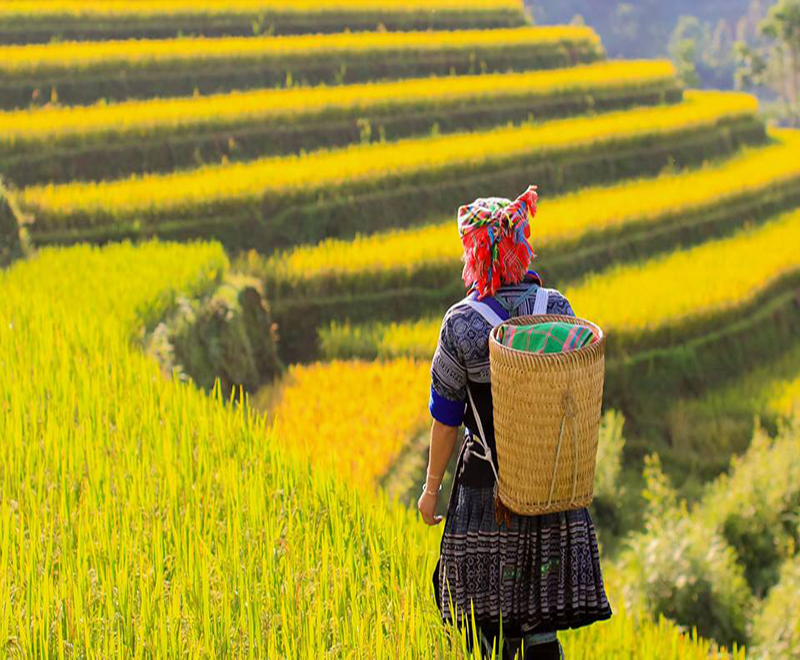 MÙ CANG CHẢI MÙA LÚA CHÍN DU LỊCH TÂY BẮC MỘT TRONG NHỮNG ĐIỂM CHECK IN ĐẸP NHẤT TOUR 2 NGÀY 1 ĐÊM TỪ HÀ NỘI 