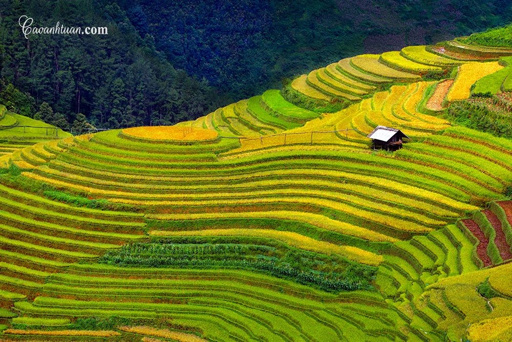 HÀ NỘI -YÊN BÁI - MÙ CĂNG CHẢI MÙA LÚA CHÍN