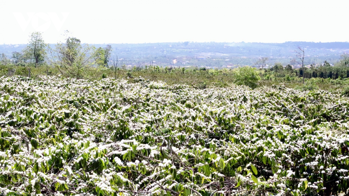 DU LỊCH TÂY NGUYÊN MÙA NÀO ĐẸP HÃY ĐẾN ĐẠI NGÀN TÂY NGUYÊN HÙNG VĨ VÀO MÙA HOA CAFE CHỚM HÈ NỞ RỘ TOUR KHỞI HÀNH TỪ HÀ NỘI -CÁC TỈNH MIỀN BẮC BUÔN MÊ THUỘT- KONTUM - PLEIKU 4 NGÀY 3 ĐÊM GIÁ RẺ 