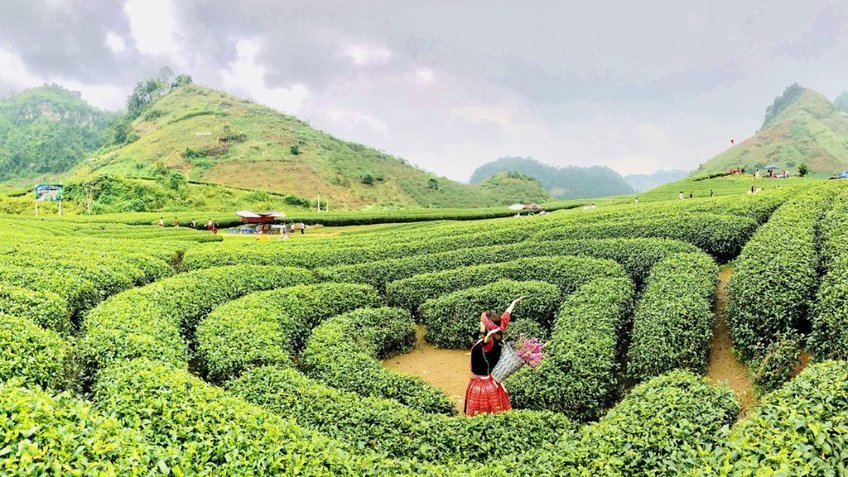 TOUR MỘC CHÂU ĐIỂM CHECK IN ĐẸP  2 NGÀY 1 ĐÊM GIÁ RẺ SĂN MÂY TÀ XÙA – THẢO NGUYÊN – TÀ XÙA ECOLODGE KHỞI HÀNH TỪ HÀ NỘI 