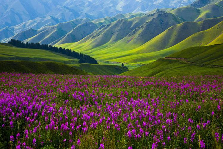 TOUR DU LỊCH TÂN CƯƠNG GIÁ RẺ - URUMQI-VỊNH NGŨ SĂC-HỒ KANAS-LÀNG HÒA MỘC-HỒ THIÊN TRÌ