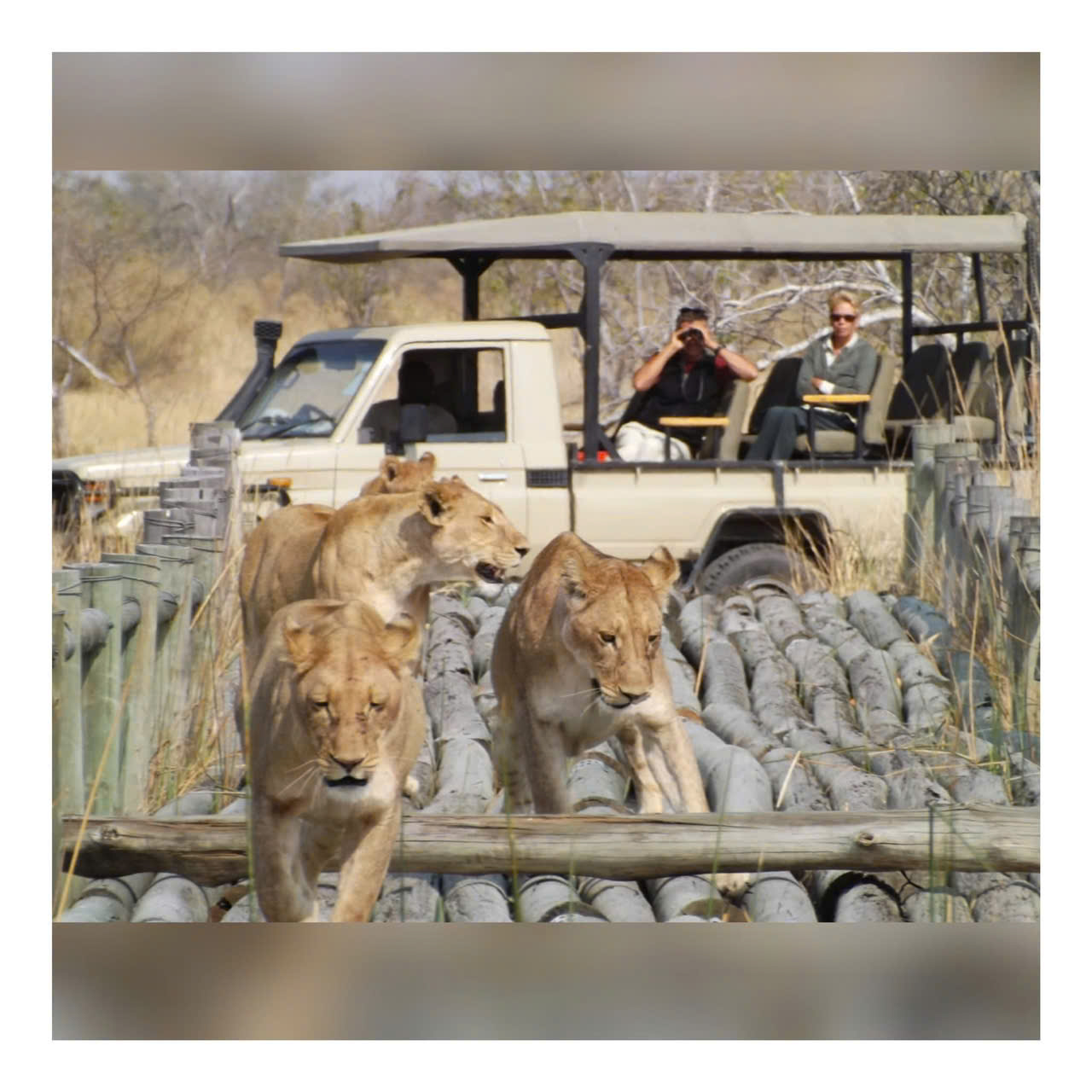 TOUR SĂN BIG FIVE MỚI NHẤT 2026 HUYỀN THOẠI CHÂU PHI SAFARI MÙA ĐẠI DI CƯ THÓT TIM 3 NƯỚC ETHIOPIA KENYA TANZANIA 11 NGÀY GHÉP KHÁCH TỪ HÀ NỘI TP HỒ CHÍ MINH 
