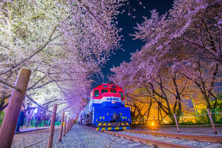MÙA XUÂN HÀN QUỐC MÙA HOA ANH ĐÀO TOUR SUMMIT TRAVEL 6 NGÀY 5 ĐÊM HÀ NỘI (SÀI GÒN) - BUSAN - JINHAE- DU THUYỀN 5* TÀU VEN BIỂN - SEOUL SAUNA - NAMI - HÁI DÂU CÔNG VIÊN YEOUIDO GIÁ RẺ DỊCH VỤ CHẤT LƯỢNG CAO 