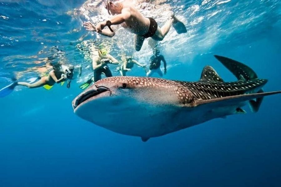 TOUR CEBU PHILIPPINES THIÊN ĐƯỜNG BIỂN ĐẢO BẢN RÚT GỌN 4 NGÀY 3 ĐÊM Khởi hành từ Hà Nội & TP.HCM