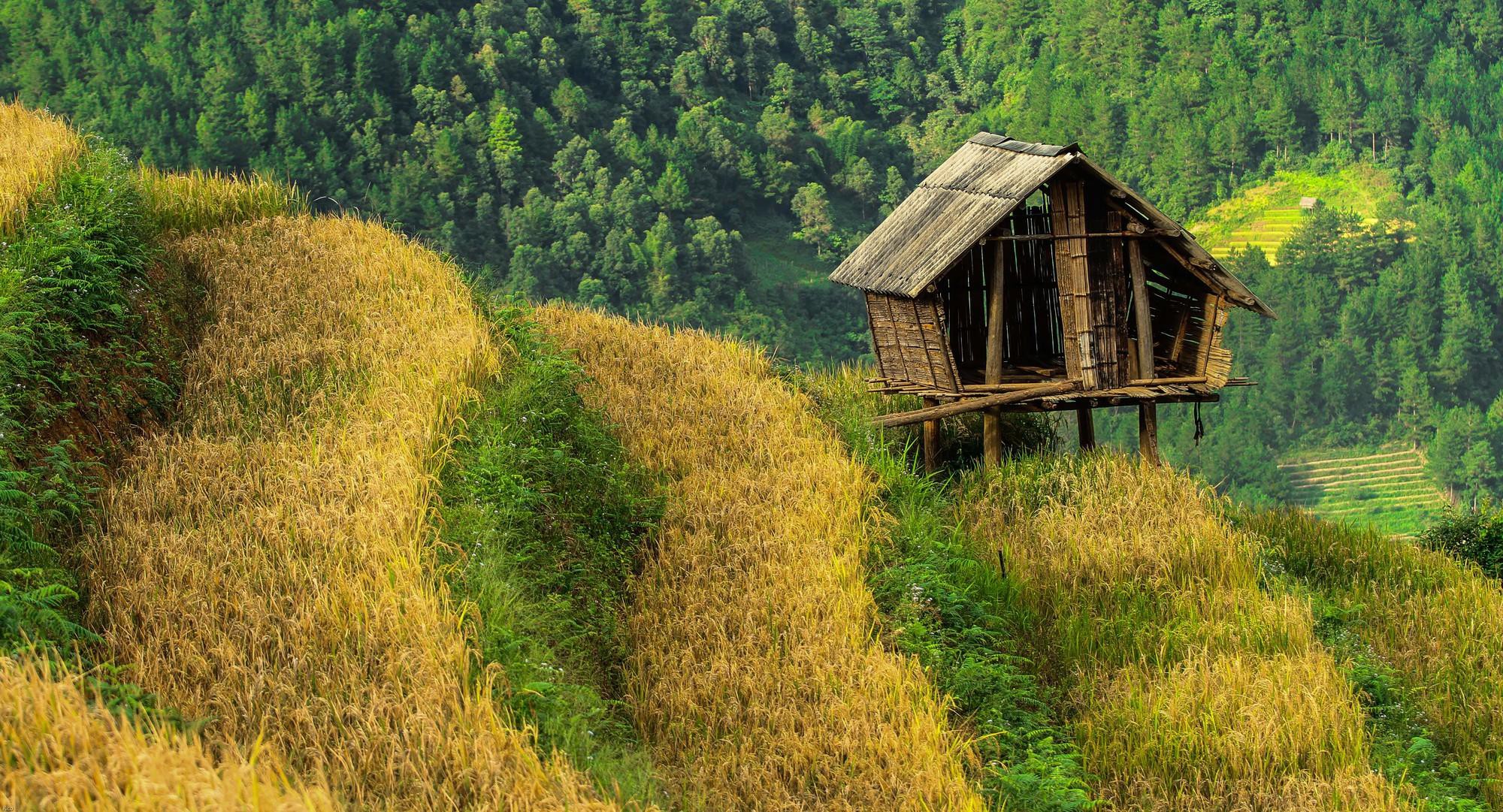 TOUR  HÀ NỘI  -YÊN BÁI - HỒ THÁC BÀ -TÚ LỆ - MÙ CANG CHẢI 3N2Đ KHÁM PHÁ SỰ HÙNG VĨ CỦA NÚI RỪNG TÂY BẮC QUA  NHỮNG RUỘNG BẬC THANG NỔI TIẾNG NHẤT  