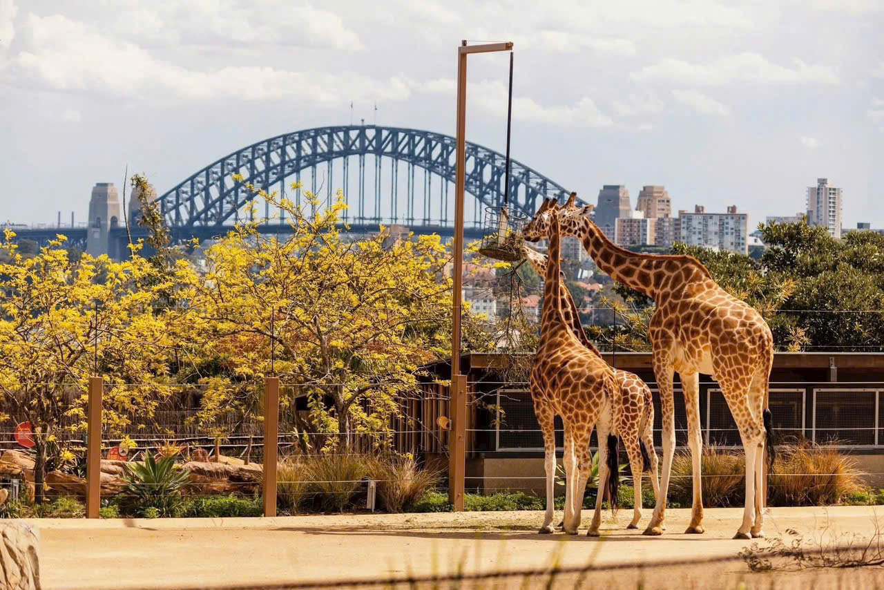 VISA DU LỊCH ÚC THEO TOUR CÓ DỄ  ĐẬU TOUR ÚC (AUSTRALIA) 2025 CHẤT LƯỢNG CAO BAY THẲNG TIẾT KIỆM THỜI GIAN VÀ CHI PHÍ TỪ HÀ NỘI MELBOURNE CANBERRA SYDNEY 8 NGÀY 7 ĐÊM 