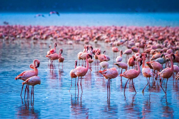 CHÂU PHI ĐỘC LẠ CHÀO ĐÓN MÙA THÚ DI CƯ KHÁM PHÁ VÙNG ĐẤT SẮC MÀU ĐÔNG PHI 2 NƯỚC TANZANIA–KENYA KHI BẦY THÚ HOANG DÃ VƯỢT SÔNG TÌM SỰ SỐNG HÀNH TRÌNH THÓT TIM CẢM XÚC 10N9Đ TỪ HÀ NỘI TP HCM 