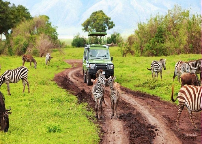 CHÂU PHI ĐỘC LẠ CHÀO ĐÓN MÙA THÚ DI CƯ KHÁM PHÁ VÙNG ĐẤT SẮC MÀU ĐÔNG PHI 2 NƯỚC TANZANIA–KENYA KHI BẦY THÚ HOANG DÃ VƯỢT SÔNG TÌM SỰ SỐNG HÀNH TRÌNH THÓT TIM CẢM XÚC 10N9Đ TỪ HÀ NỘI TP HCM 